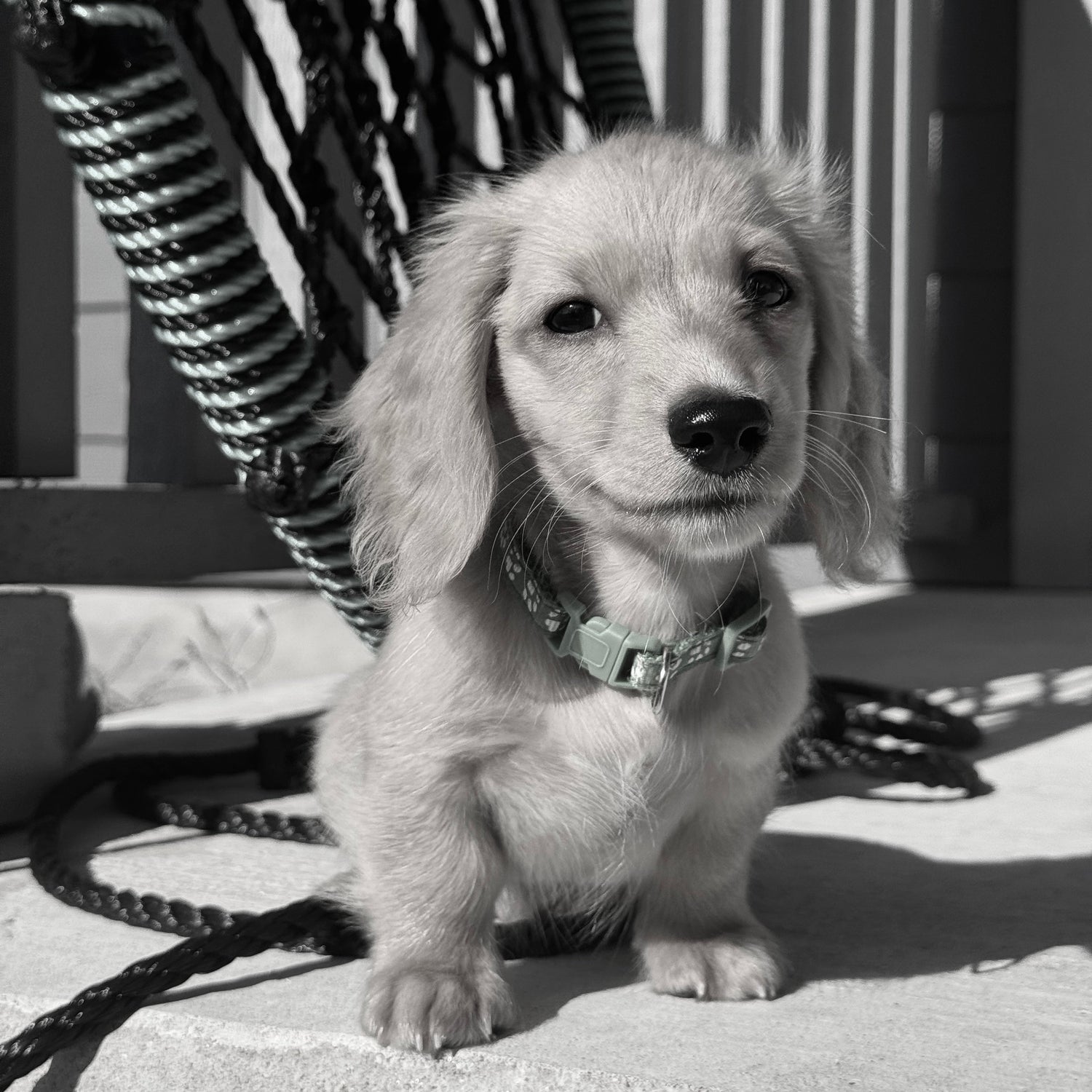Black and white photo of a small dog on a leash